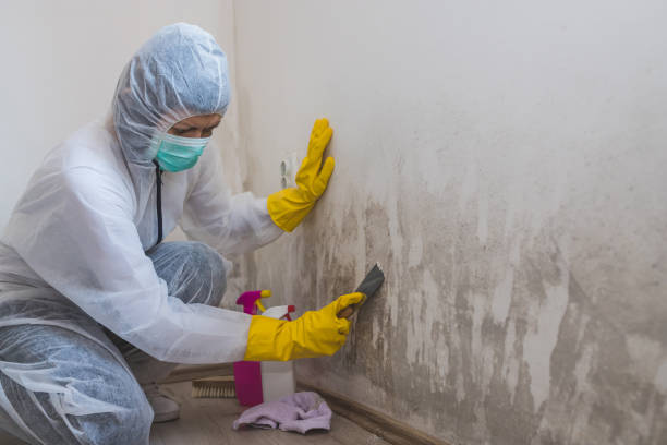 Trusted Oswego, IL Mold Removal Experts
