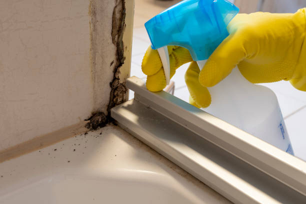 Best Local Mold Removal Service  in Oswego, IL