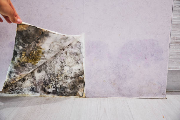 Best Office Mold Removal Services  in Oswego, IL
